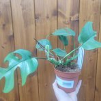  Monstera Minima (Rhaphidophora tetrasperma) - výška 20-35 cm, kont. C1,5L